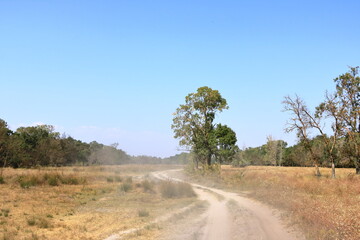 Summer landscape of Letea Natural Reserve Forest, unique landmark in Europe (Danube Delta Romania)