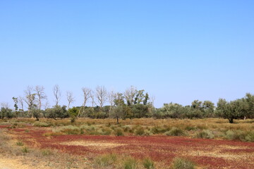 Obraz premium Summer landscape of Letea Natural Reserve Forest, unique landmark in Europe (Danube Delta Romania)