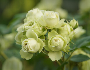 bouquet of roses