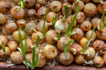 Green young onion planted in a container in sunlight on a windowsill. Fresh sprouts of bulb seedlings sprinkled with sawdust, home vegetable garden.Concept of vitamins and healthy lifestyle