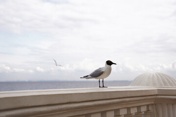 A closeup of a seagull on a stone dock against blue ocean water. Light background with bird. Place for text