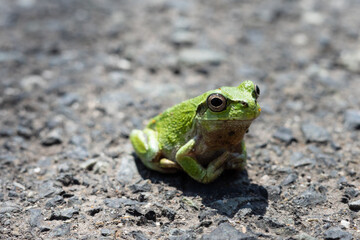 日本の岡山県真庭市の蒜山高原で見つけた可愛いアマガエル