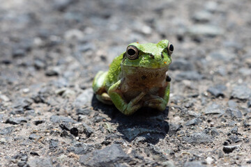 日本の岡山県真庭市の蒜山高原で見つけた可愛いアマガエル