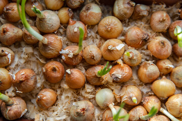 Green young onion planted in a container in sunlight on a windowsill. Fresh sprouts of bulb seedlings sprinkled with sawdust, home vegetable garden.Concept of vitamins and healthy lifestyle