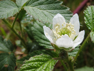 White Flower Blackberry garden. Flower of European blackberry - Rubus fruticosus. Organic Gardening.