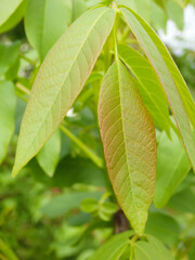 Walnut tree with green juicy foliage in the garden. Green leaves of walnut.