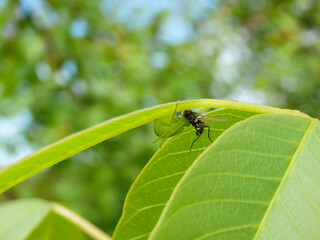 Close up view of green leaves of walnut tree with sunlight. The spider caught a fly