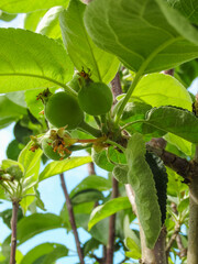 Small green apples on a branch in the garden in spring. Young fruit after flowering apple hanging on a tree in the garden. Close-up.