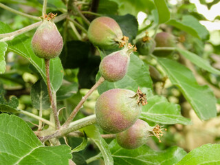 Small green apples on a branch in the garden in spring. Young fruit after flowering apple hanging on a tree in the garden. Close-up.