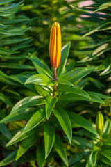 still waiting for the first lily bloom of the season to open