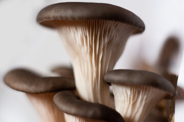 home ground oyster mushroom on a white background