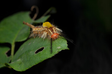 caterpillar on green leaf background in animal/wild nature background