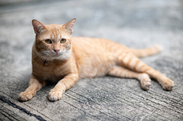 brown cat sleeping on the floor