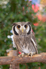 Close-up of a white-faced owl standing on a log.