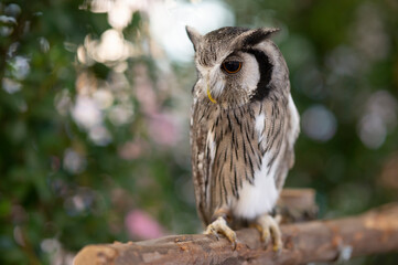 Close-up of a white-faced owl standing on a log.