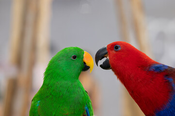 animal, red and green parrot