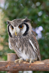 Obraz premium Close-up of a white-faced owl standing on a log.