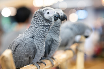 Animals - Three gray African parrots © Thiradech