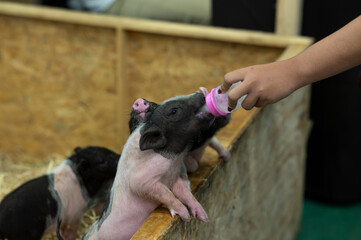 hand feeding piglets feeding milk in a bottle