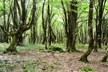 Fototapeta premium Mysterious Abkhazian forest at the Kodori gorge