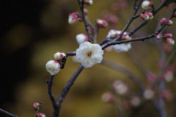 日本の東京港区赤坂4丁目に梅が咲く