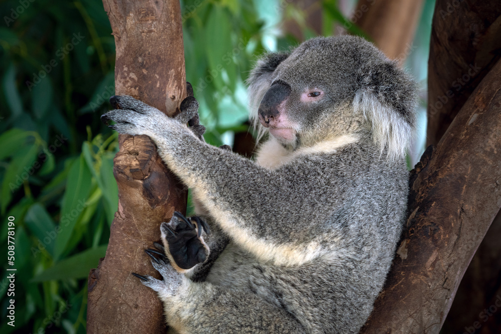 Wall mural koala resting on the tree.