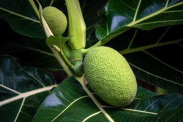raw breadfruit on the tree.