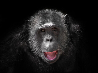 chimpanzee face on black background. - obrazy, fototapety, plakaty
