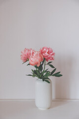 Beautiful bunch of fresh Coral Charm peonies in full bloom in vase against white background. Copy space for text. Minimalist floral still life with blooming flowers.