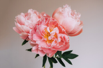 Beautiful bunch of fresh Coral Charm peonies in full bloom in vase against white background, close up. Minimalist floral still life with blooming flowers.