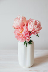 Beautiful bunch of fresh Coral Charm peonies in full bloom in vase against white background. Minimalist floral still life with blooming flowers.