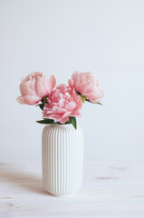 Beautiful bunch of fresh Coral Charm peonies in full bloom in vase against white background. Copy space for text. Minimalist floral still life with blooming flowers.