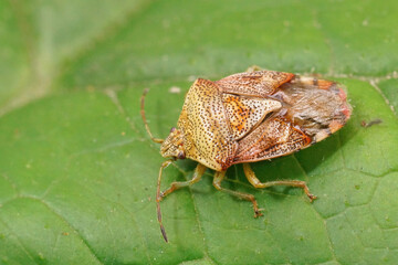 Closeup on the Parent bug, Elasmucha grisea sitting on a green leaf
