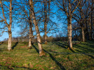 Oak trees in low sunset light. White wood anemone wildflowers cover the ground.