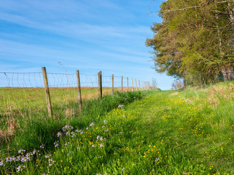 Beautiful summer landscape. Path along fence with grass and wildflowers in rural Scandinavia. No visible people. Natural blue sky with light clouds