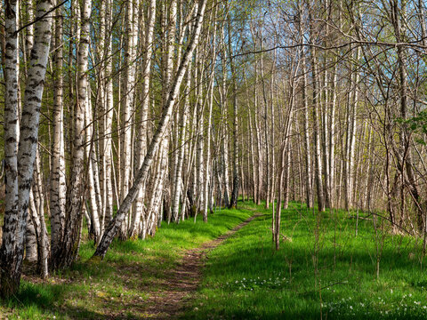 Path leading into beautiful birch tree forest. Green grass and no visible people.