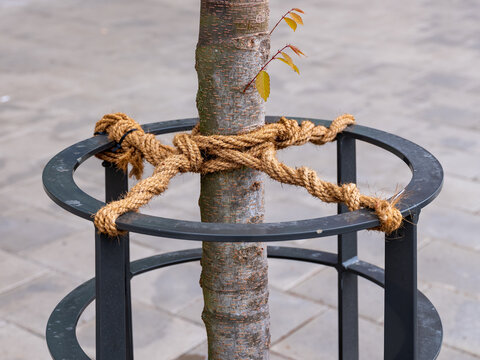 Rope tied around young tree for support in urban environment.