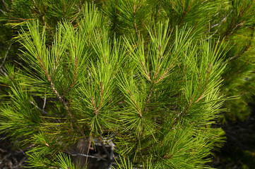 Branch of pine with green needles. Pine trees in forest near sea.