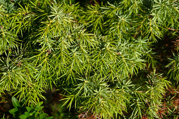 Mediterranean plants and shrubs. Common juniper. 