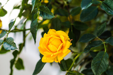 Beautiful rose bud in the garden