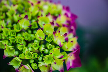 Close up of purple hydrangea