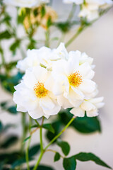 Naklejka na ściany i meble White roses blooming in the garden