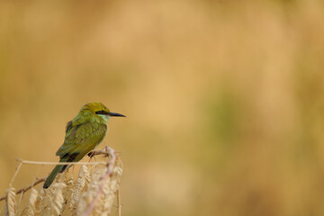 Fototapeta premium Green Bee-eater perched