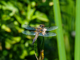 The original  beautiful dragonfly