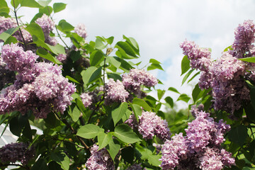 A large bush of tender pink lilac against the background of white clouds