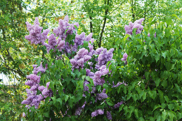 Beautiful blue lilac bush in the botanical garden