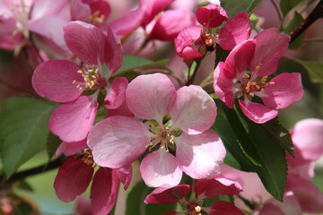 pink blossom