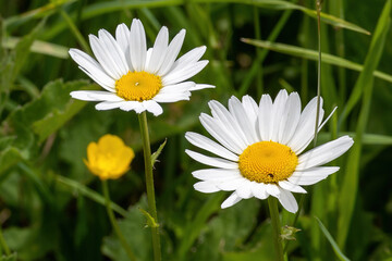 Obraz premium daisy flower in the grass