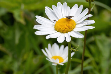 Obraz premium daisy and bee