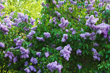 Beautiful lilac background in the city park